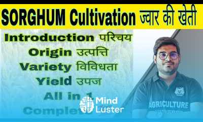 sorghum cultivation ज्वार की खेती cultivation of sorghum sorghum cultivation in hindi