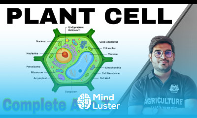 Plant cell definition plant cell explanation plant cell function plant cell