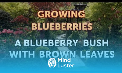 A Blueberry Bush With Brown Leaves