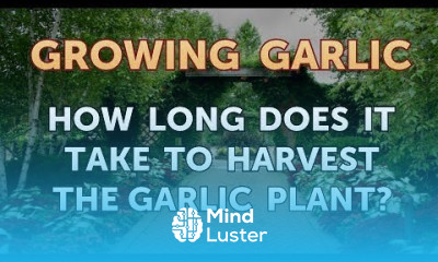How Long Does It Take to Harvest the Garlic Plant