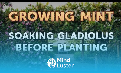 Soaking Gladiolus Before Planting