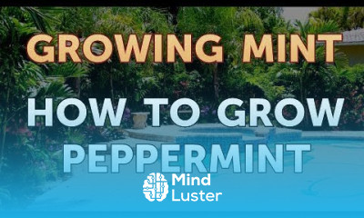 How to Grow Peppermint