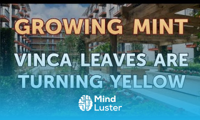 Vinca Leaves Are Turning Yellow