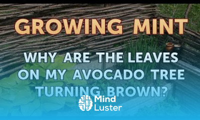 Why Are the Leaves on My Avocado Tree Turning Brown