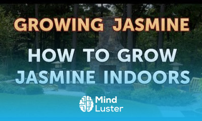 How to Grow Jasmine Indoors