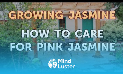 How to Care for Pink Jasmine
