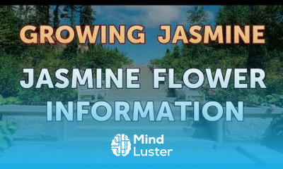 Jasmine Flower Information
