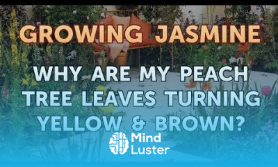 Why Are My Peach Tree Leaves Turning Yellow Brown