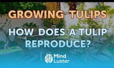 How Does a Tulip Reproduce