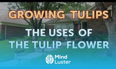 The Uses of the Tulip Flower