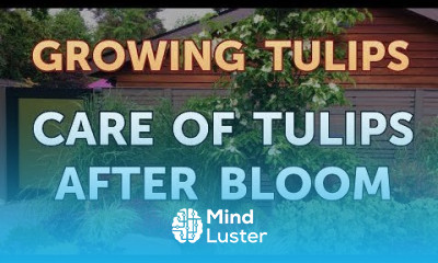 Care of Tulips After Bloom