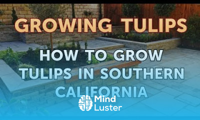 How to Grow Tulips in Southern California