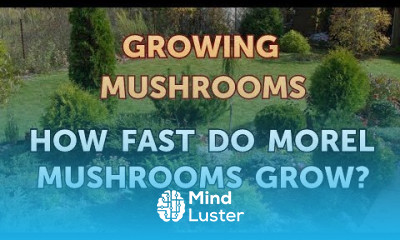 How Fast Do Morel Mushrooms Grow