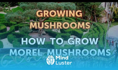How to Grow Morel Mushrooms