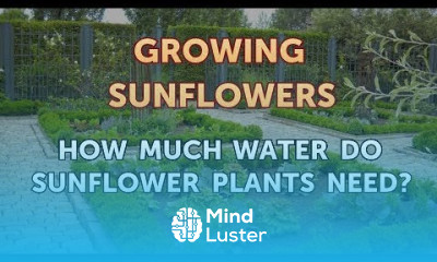 How Much Water Do Sunflower Plants Need