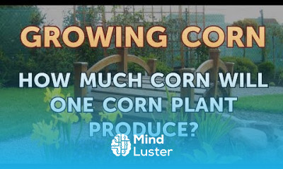 How Much Corn Will One Corn Plant Produce