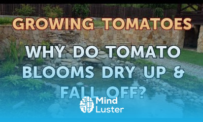 Why Do Tomato Blooms Dry Up Fall Off