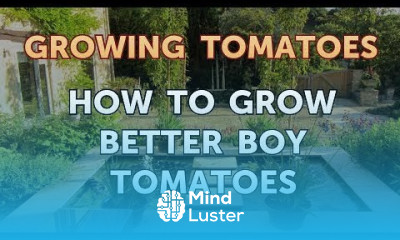 How to Grow Better Boy Tomatoes