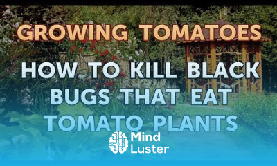 How to Kill Black Bugs That Eat Tomato Plants