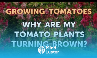 Why Are My Tomato Plants Turning Brown