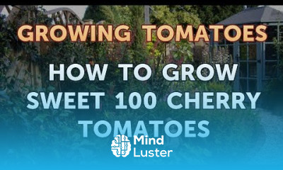 How to Grow Sweet 100 Cherry Tomatoes