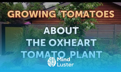 About the Oxheart Tomato Plant