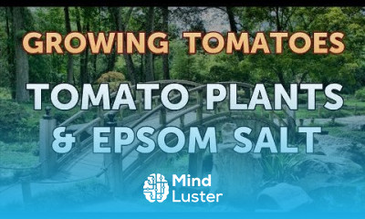 Tomato Plants Epsom Salt