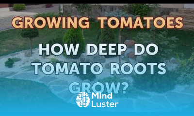 How Deep Do Tomato Roots Grow