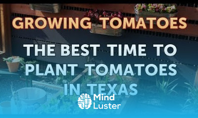 The Best Time to Plant Tomatoes in Texas