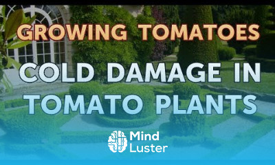 Cold Damage in Tomato Plants