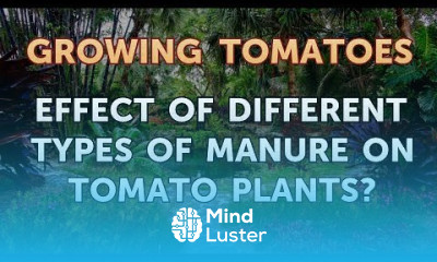Effect of Different Types of Manure on Tomato Plants