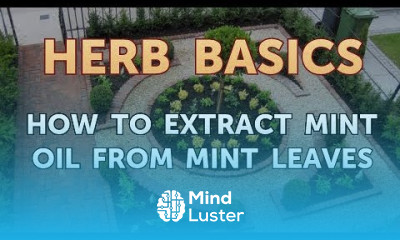 How to Extract Mint Oil From Mint Leaves