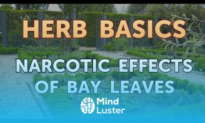 Narcotic Effects of Bay Leaves