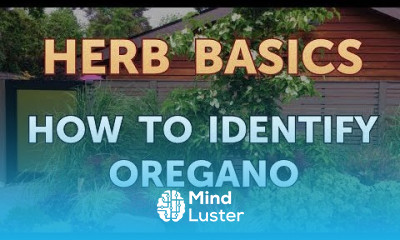 How to Identify Oregano