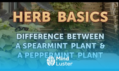 Difference Between a Spearmint Plant a Peppermint Plant