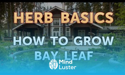 How to Grow Bay Leaf
