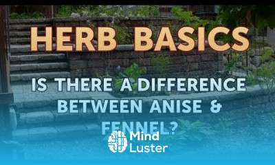 Is There a Difference Between Anise Fennel