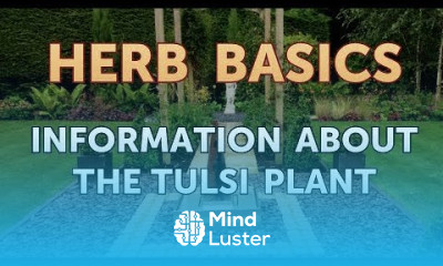 Information About the Tulsi Plant