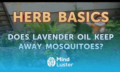 Does Lavender Oil Keep Away Mosquitoes