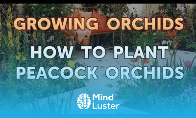 How to Plant Peacock Orchids
