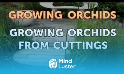 Growing Orchids From Cuttings