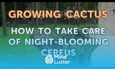 How to Take Care of Night Blooming Cereus