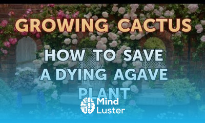 How to Save a Dying Agave Plant