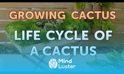 Life Cycle of a Cactus