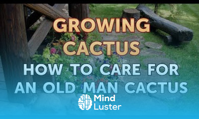 How to Care for an Old Man Cactus