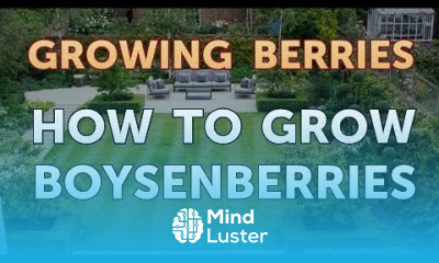 How to Grow Boysenberries