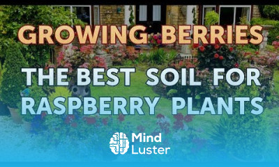 The Best Soil for Raspberry Plants