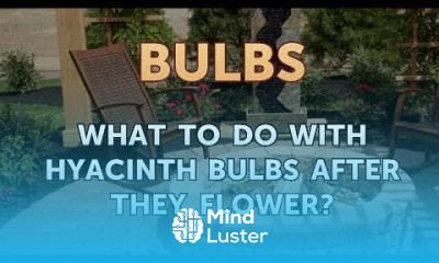 What to Do with Hyacinth Bulbs After They Flower