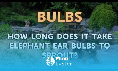 How Long Does it Take Elephant Ear Bulbs to Sprout