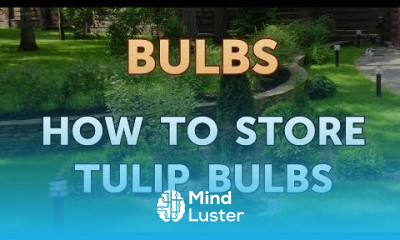 How to Store Tulip Bulbs